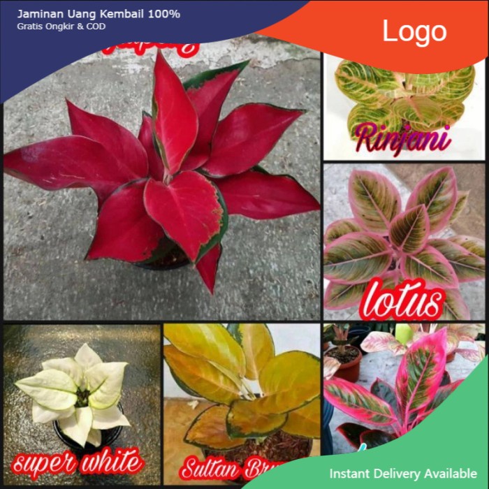 HOT PROMO PAKET 6 BONGGOL/BENIH AGLONEMA SUKSOM JAIPONG,SUPER WHITE,KANZA