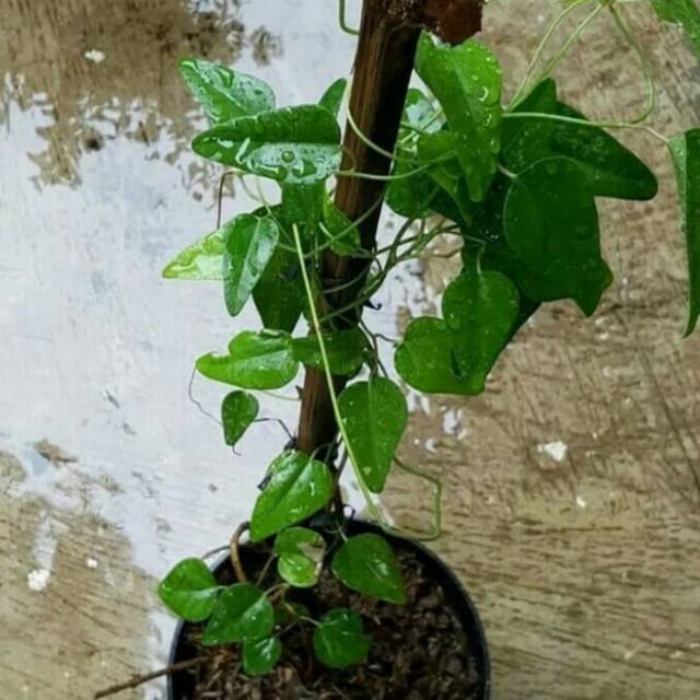 Cincau jelly bibit tanaman cincau jelly pohon cincau jelly