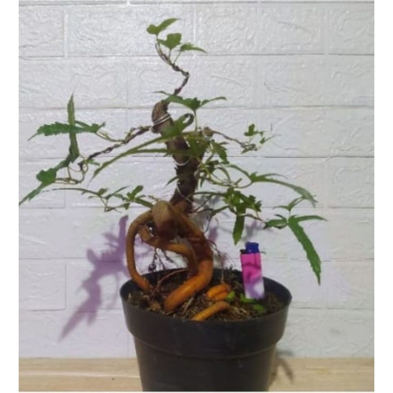 BONSAI MURBEI | TANAMAN HIAS MURBEI