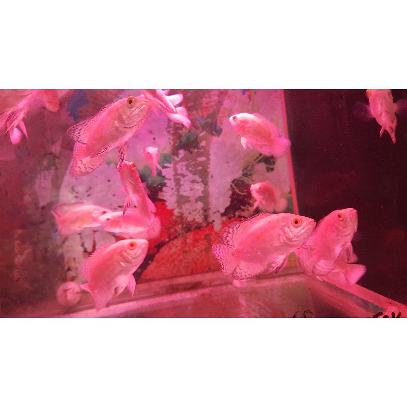 

ikan oscar albino