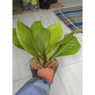 Pusat Jual Tanaman  Hias  Anthurium Jemani  Cobra Antorium 