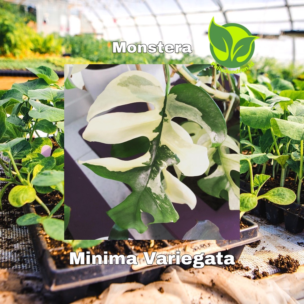 bibit bonggol monstera minima