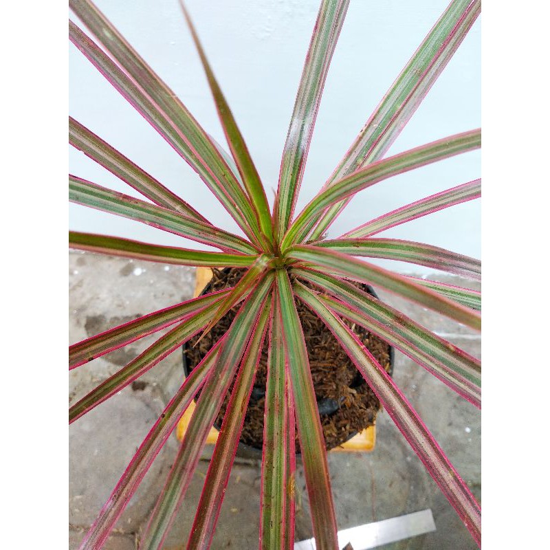 tanaman Hias Dracena Tricolor