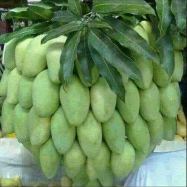 

Mangga medan