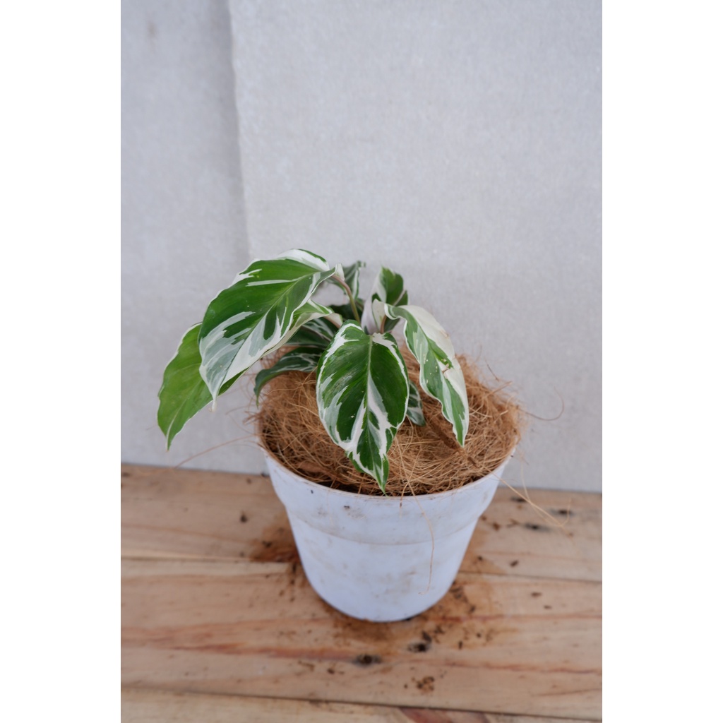 Calathea White Fusion - Tanaman Daun