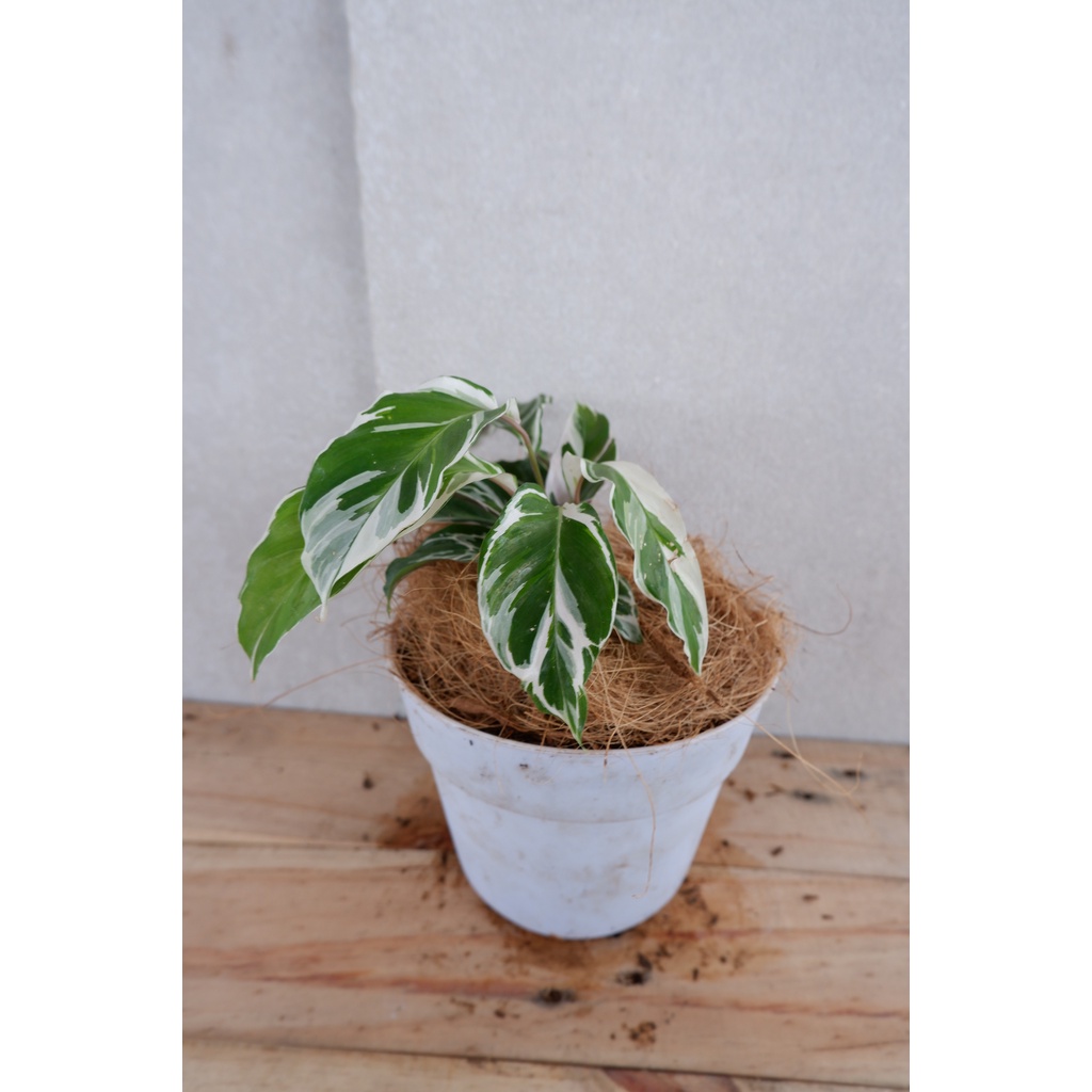 Calathea White Fusion - Tanaman Daun