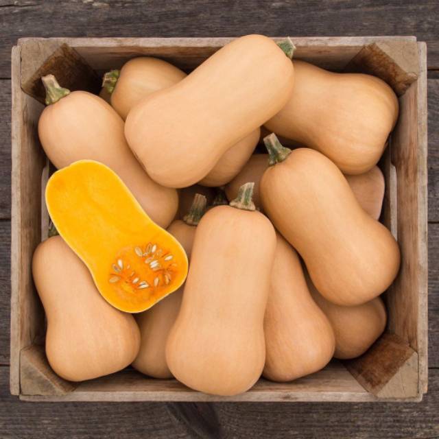 2 Biji - Benih LABU MADU F1 (Butternut squash) CAP PANAH MERAH