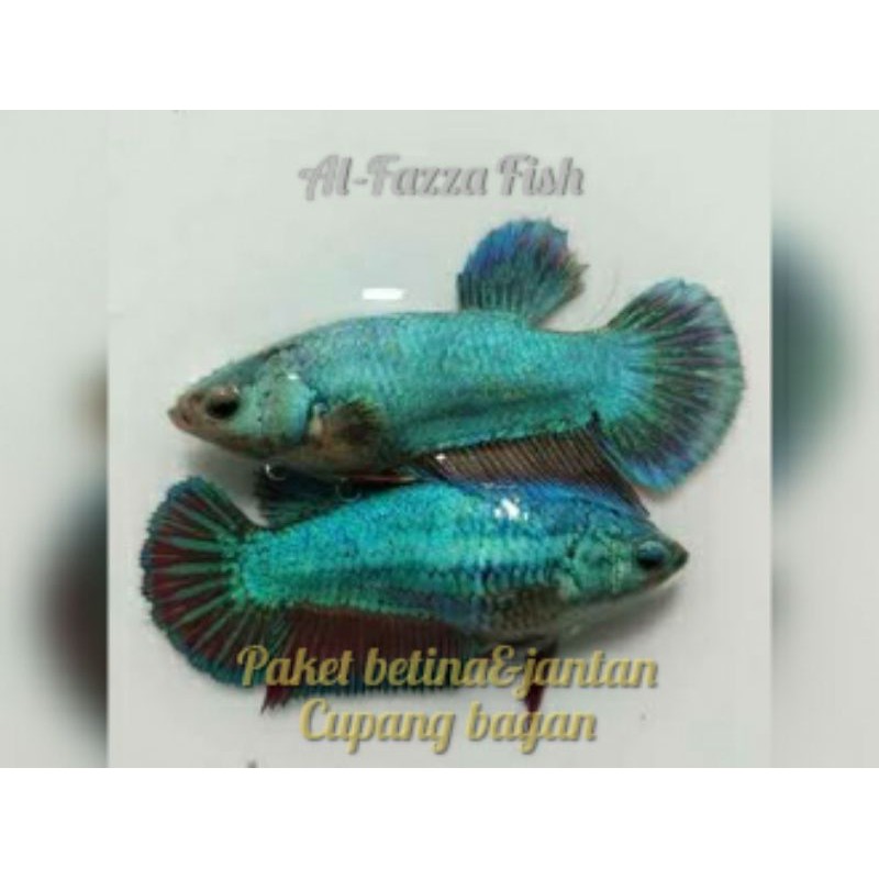jual ikan hias-paket induk cupang bagan-siap bertelur-cupang jantan dan betina