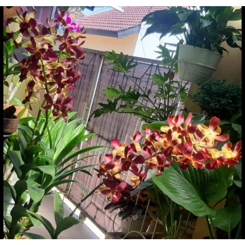 anggrek dendro  Elder premium  spike plant jumbo