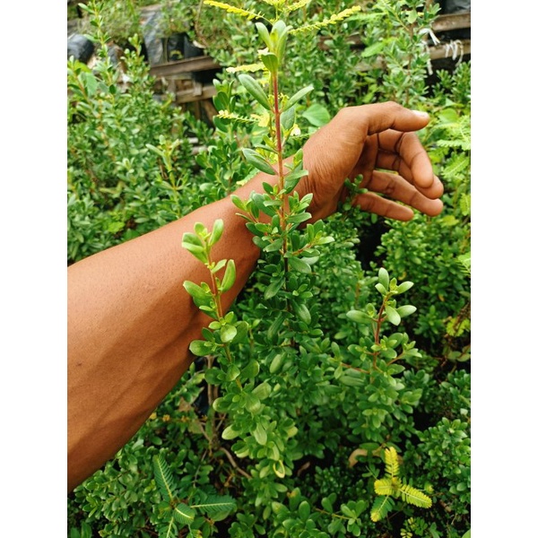 santigi mawar dari biji paket 5pohon