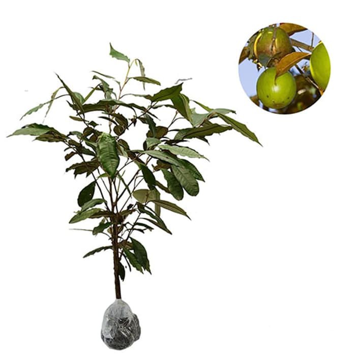 JJ Tanaman Kenitu Hijau