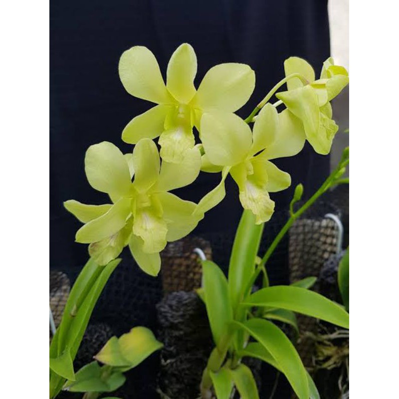 dendrobium dewasa id aredang green