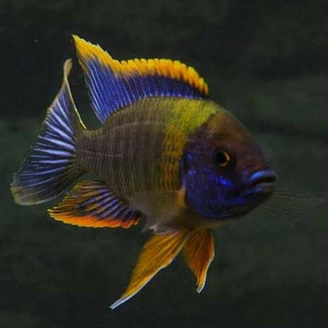 Aulonocara Sp Lwanda Peacock Cichlid
