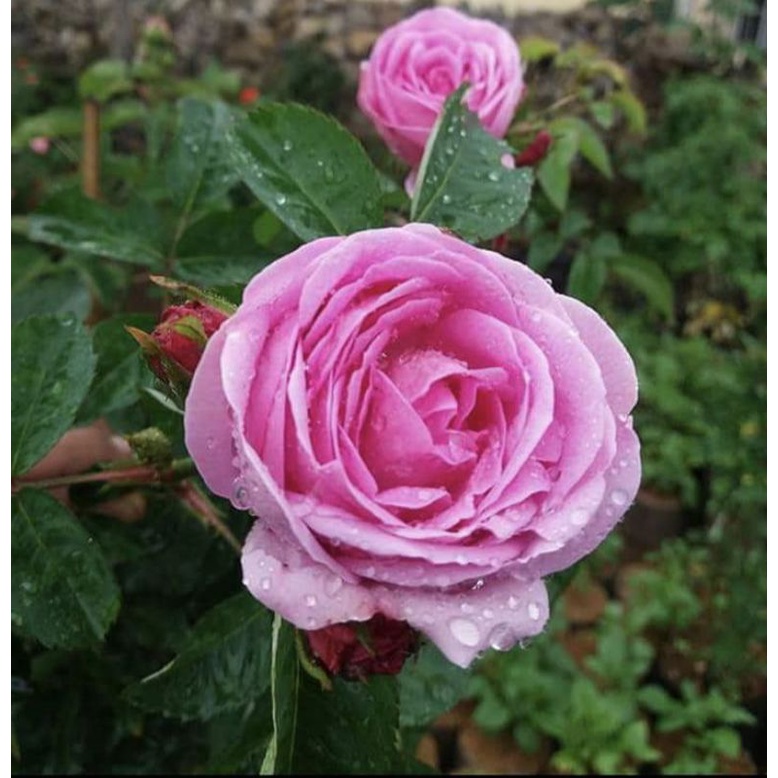 mawar import rambat id damascena (wangi)