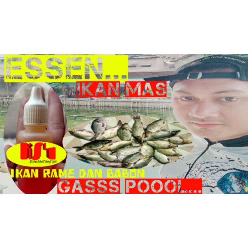 essen ikan mas/perangsang ikan mas