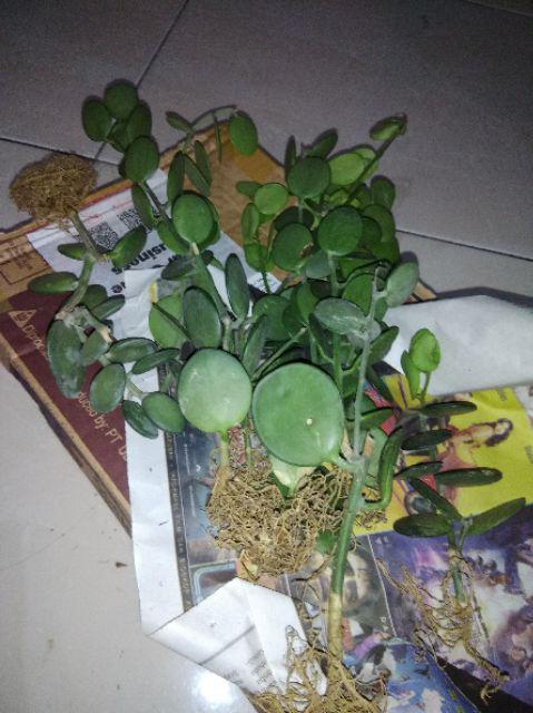 Kaktus Suculent