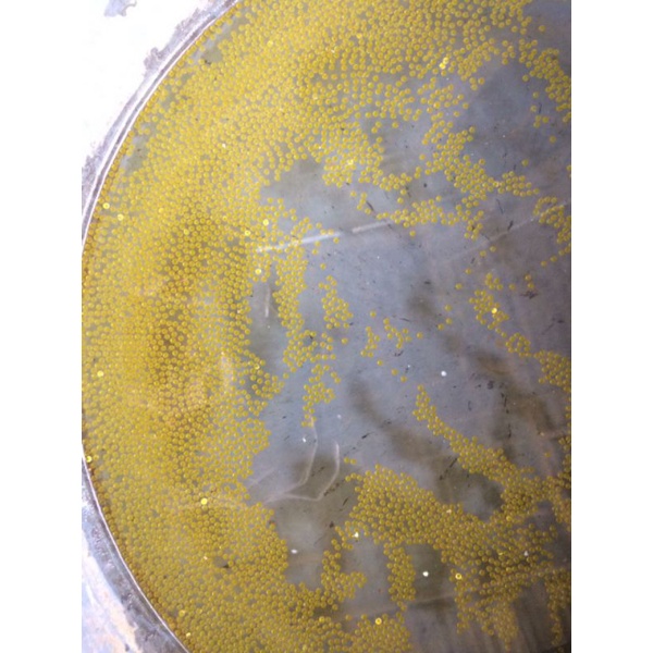 telor gurame soang 1000 butir