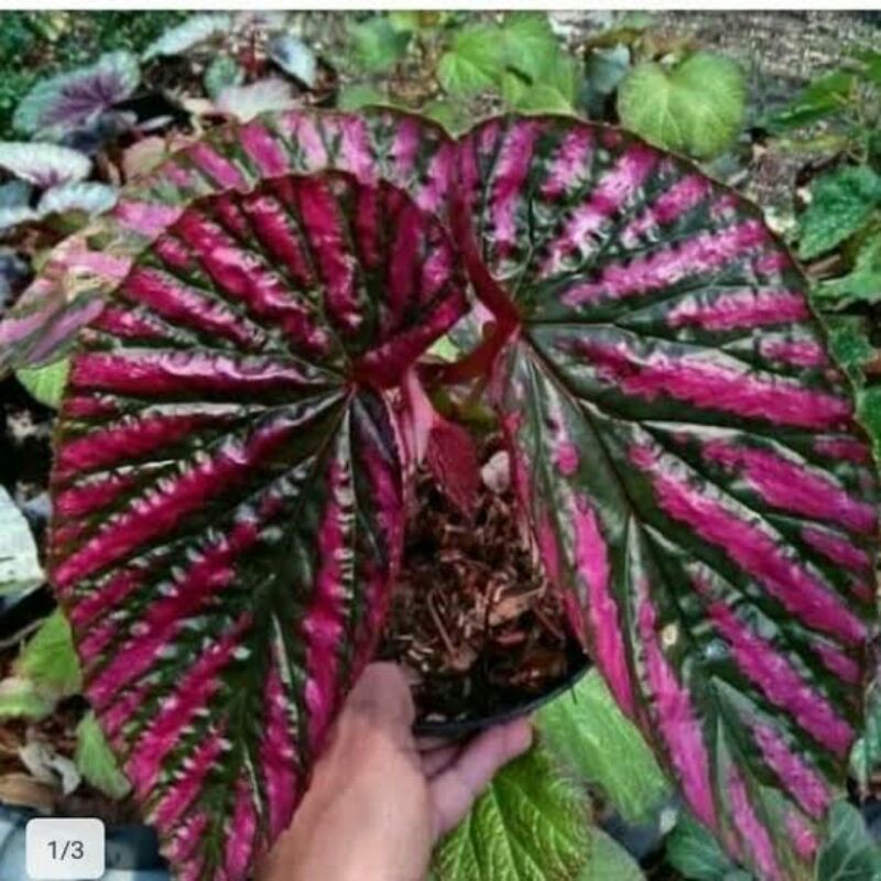 Tanaman Hias Begonia Rex Walet