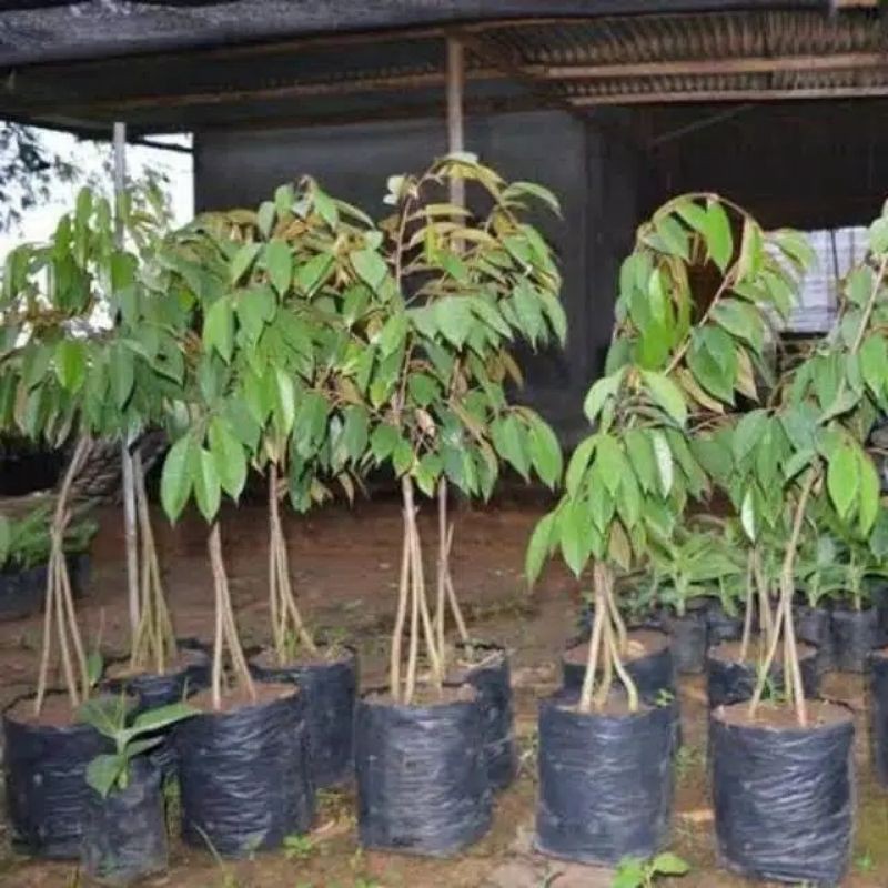 BIBIT DURIAN KAKI 3 HASIL OKULASI