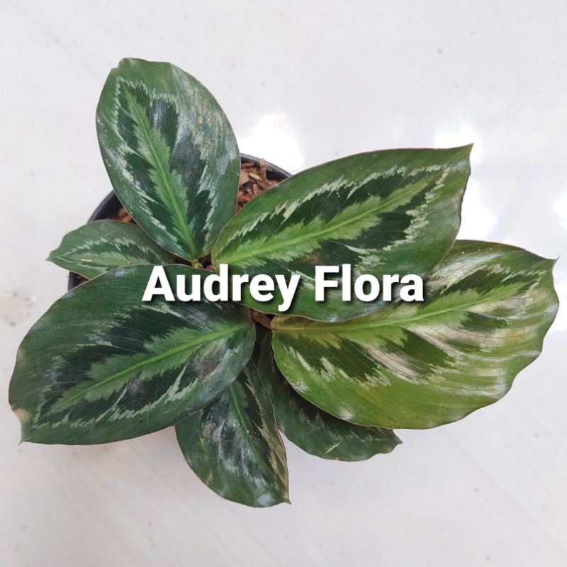 Tanaman Hias Calathea Medalion - Bibit Calathea Medalion - Calathea Murah