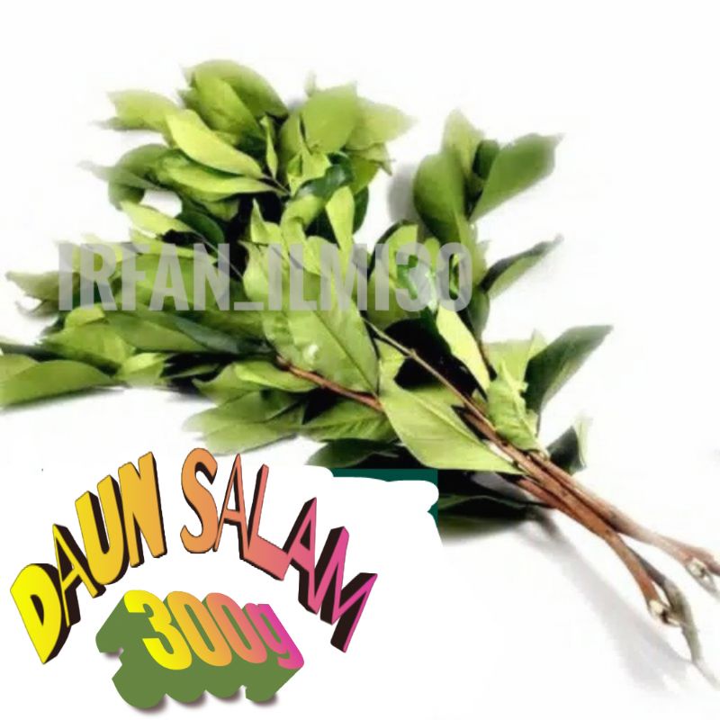 

DAUN SALAM 1 IKAT 300 GRAM LEBIH BANYAK