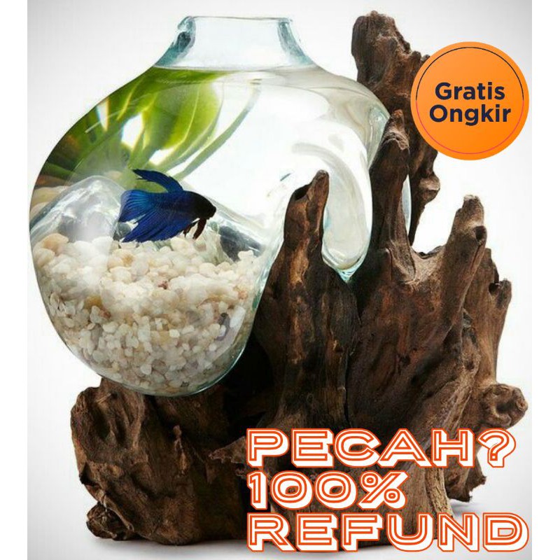 aquarium ikan cupang mini / pot kaca tiup akar kayu unik / sukulen 20cm