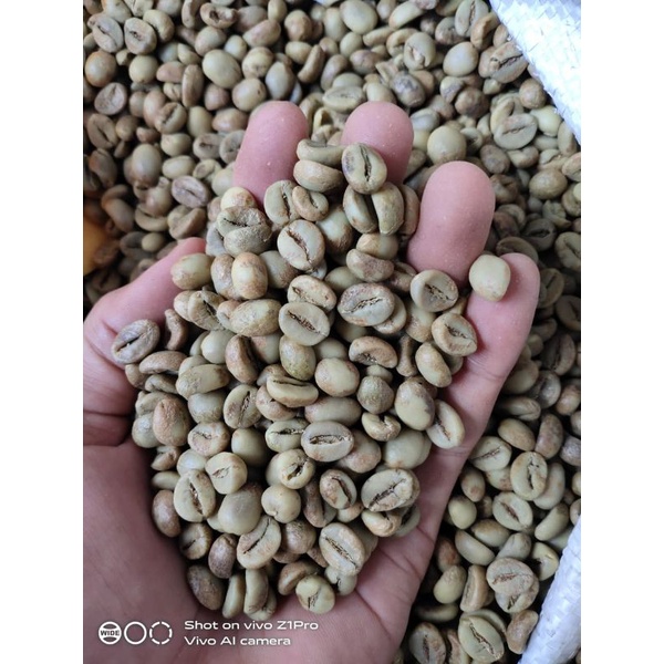

bijikopi robusta