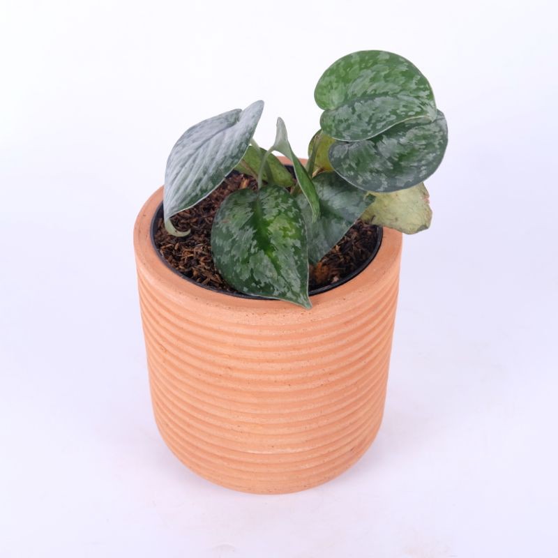 SCINDAPSUS SILVER LADY S