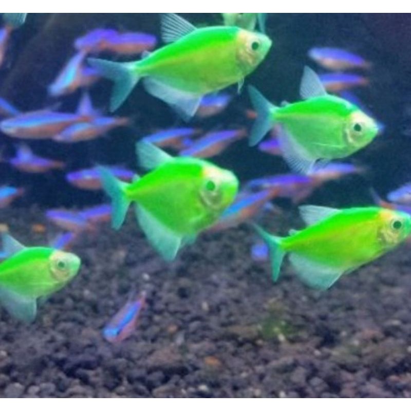 

ikan glofis tetra hijau apple