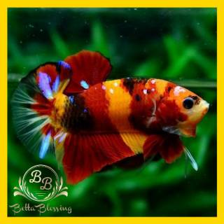 ikan cupang hias plakat nemo / emerald fullblock | shopee