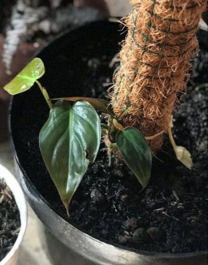 Tanaman Philodendron Melano