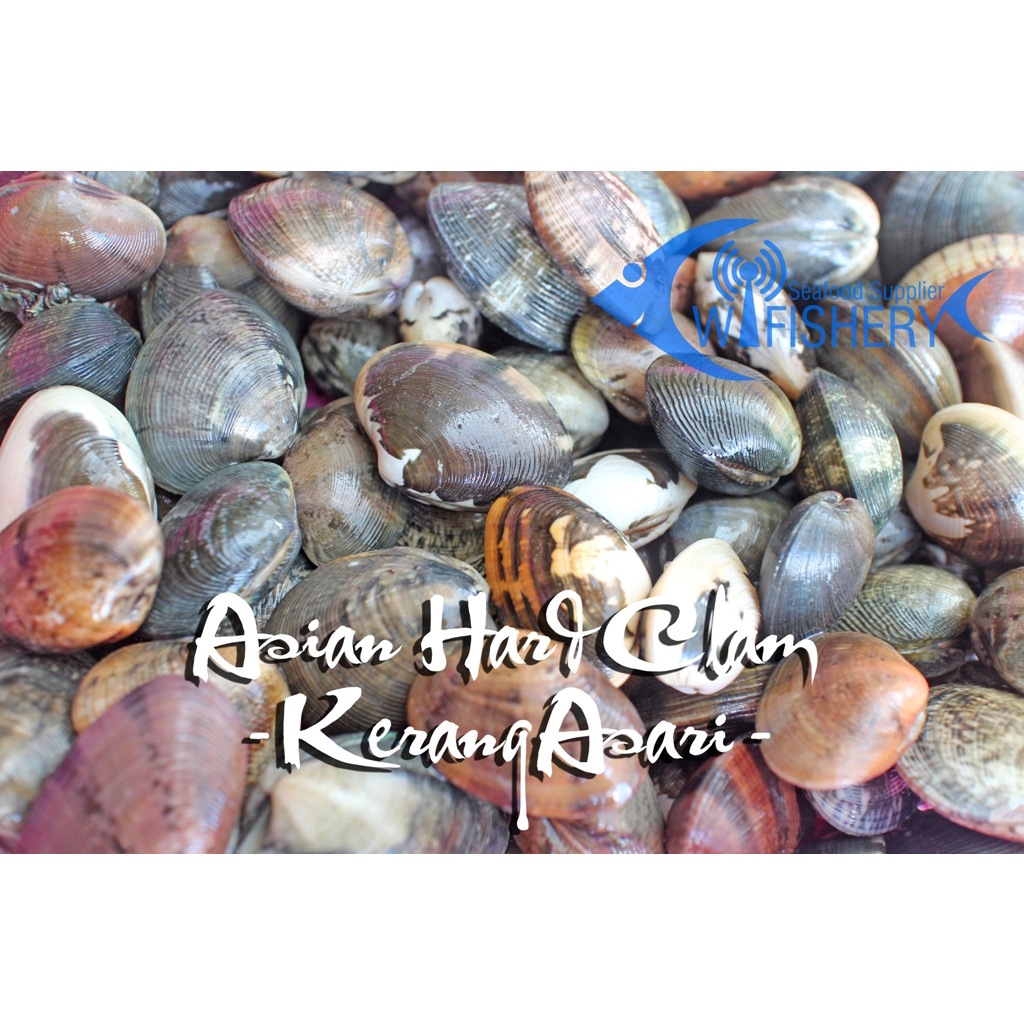 

Kerang Asari Beku