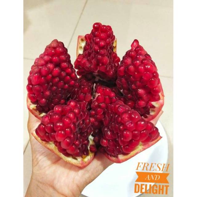 

Delima Pomegranate Peru Import Premium . bibit unggul