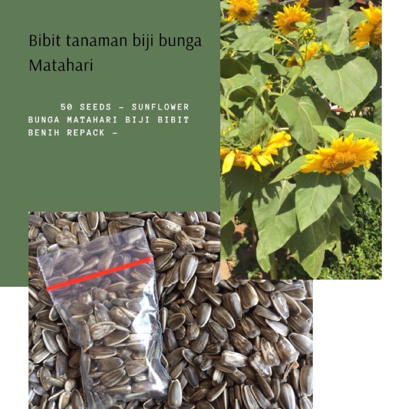 

BIJI BUNGA MATAHARI