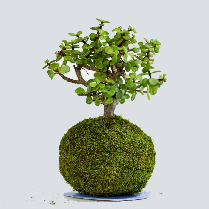 

Little Planet - Portulacaria Afra | Moss ball Bola Lumut Tanaman Hias