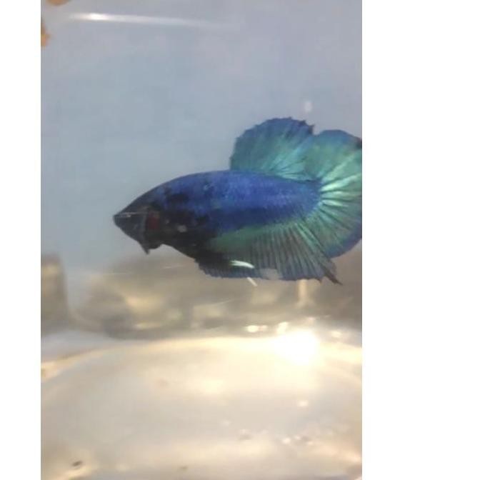 terbaru ikan cupang bahanan avatar kalimaya    gordon avatar series top grade         