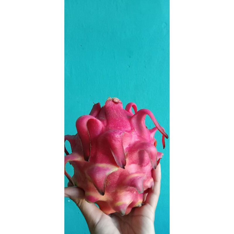 

Buah Naga Merah 1 buah