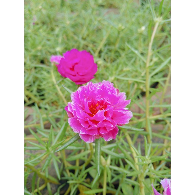 krokot id prakeaw cantik