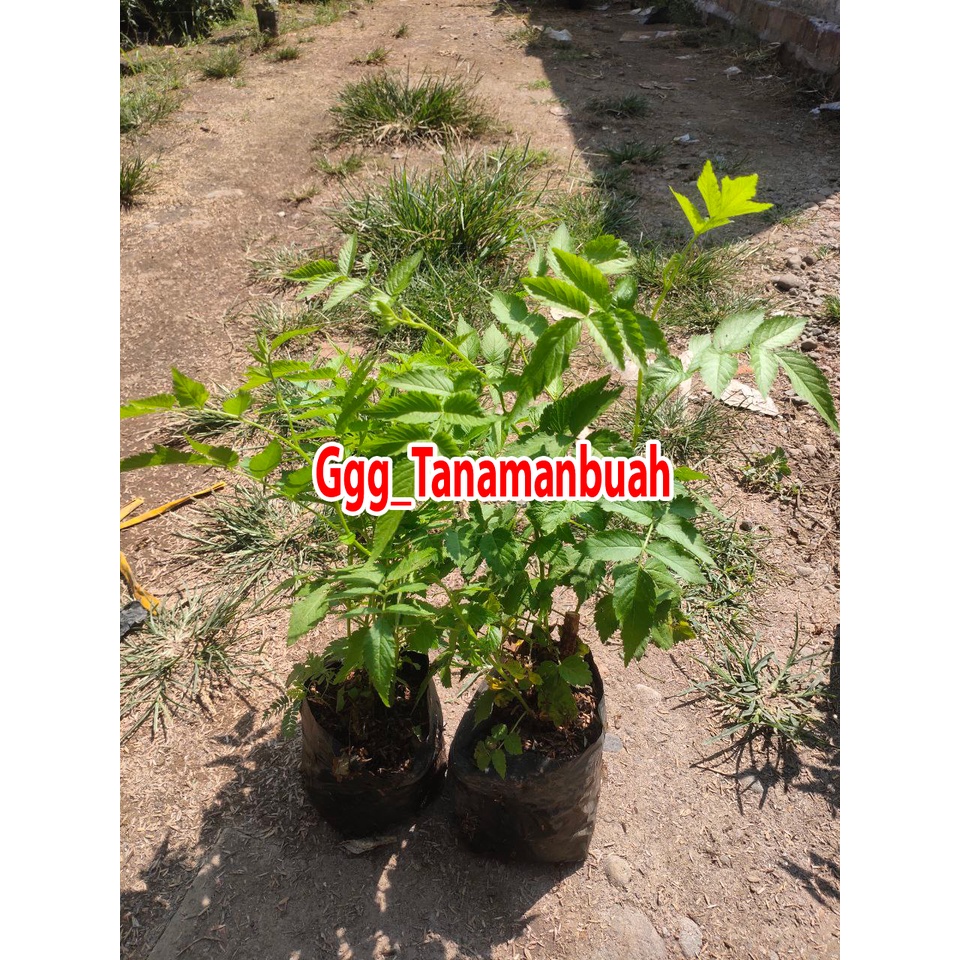 Bibit Raspberry jumbo Merah cepat berbuah