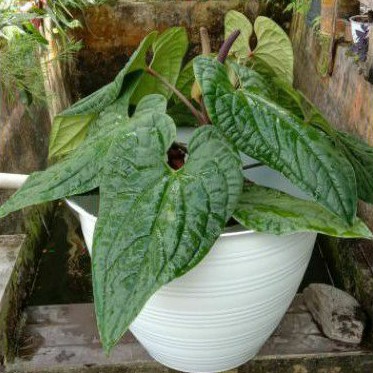 promo tanaman hias anturium sirih/sirih anturium