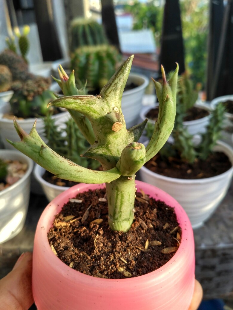 Kaktus Sumatra