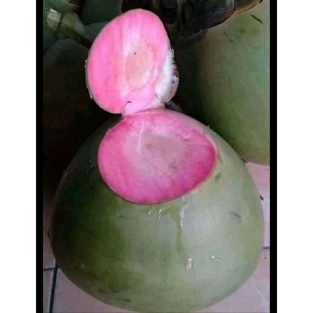 

KELAPA WULUNG / DEGAN WULUNG READY GOSEND SEMARANG