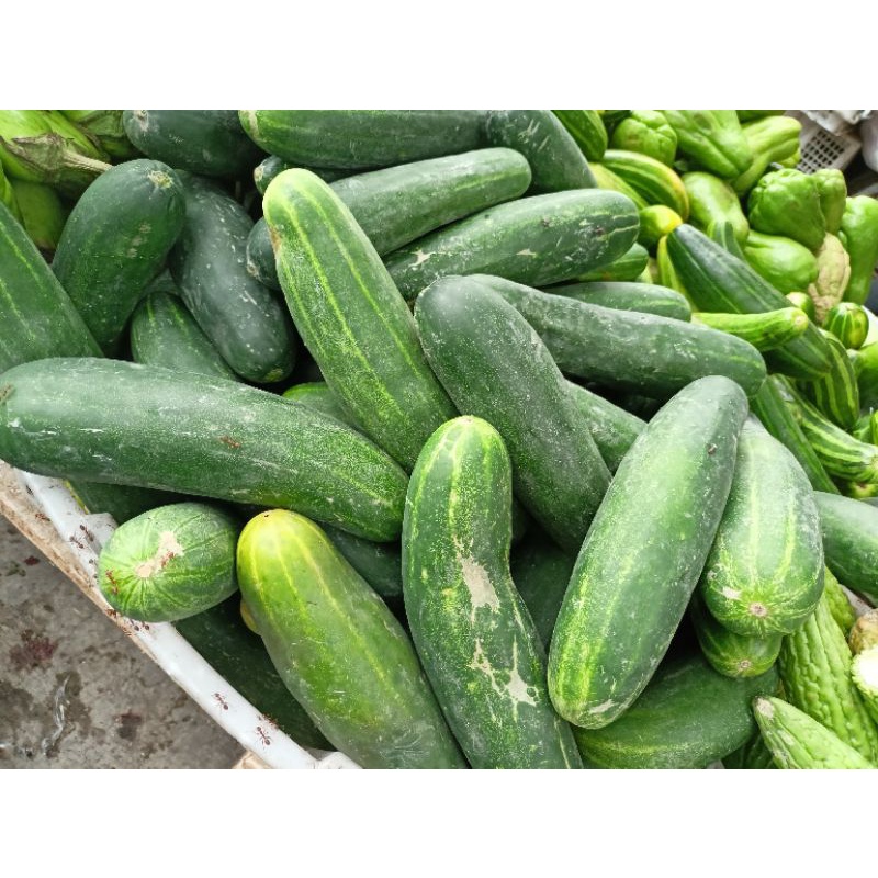 

TIMUN SEGAR PERKILO 10.000