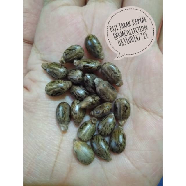 Biji jarak Kepyar