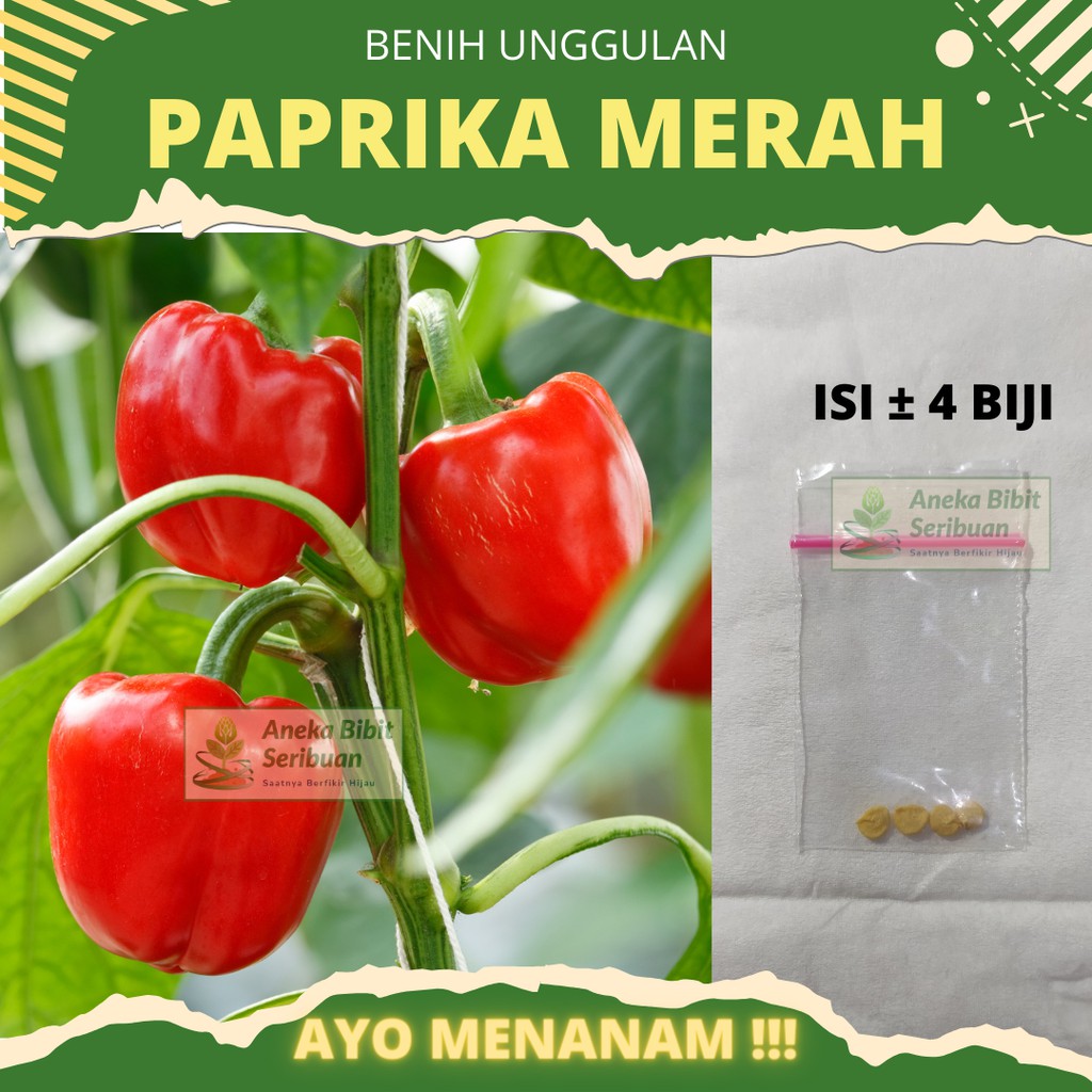 4 Biji - Benih Paprika Merah F1 Red Star Sayuran Unggul Known You Seed