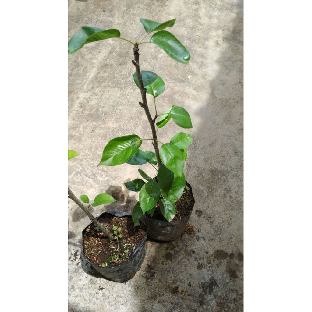 Bibit Buah Pir