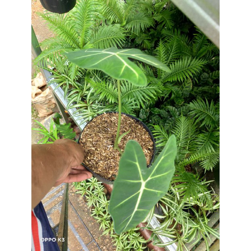 Caladium neon, Keladi neon, Tanaman hias keladi, Tanaman keladi neon