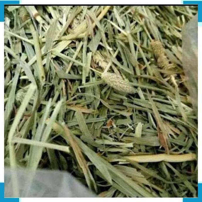 Makanan Vitamin Hewan 4517 Makan Kelinci Dan Marmut Aneka Hay