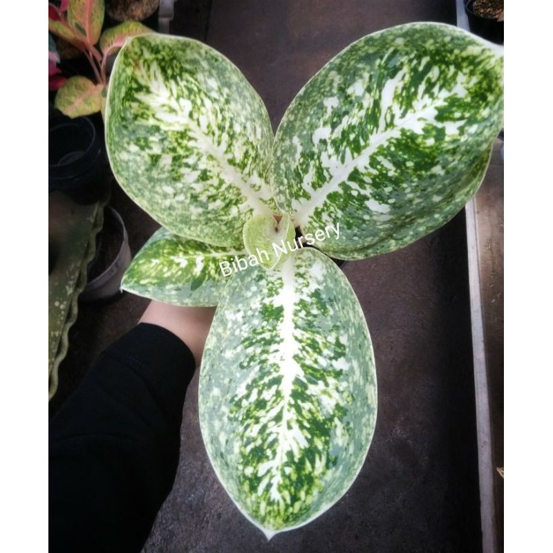 Aglonema Milky Way Bibit