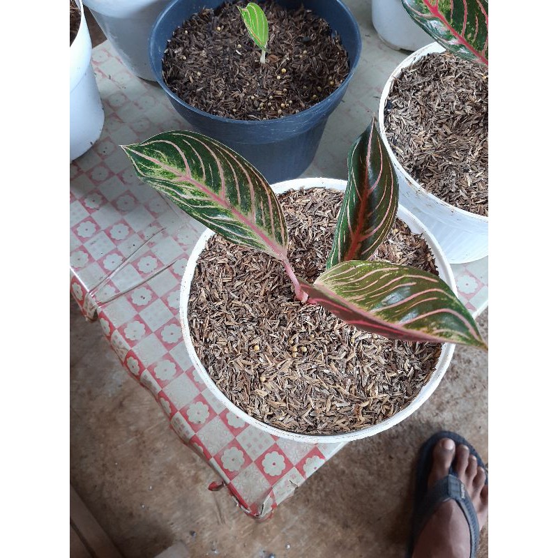 tanaman aglaonema / red sumatra anakan